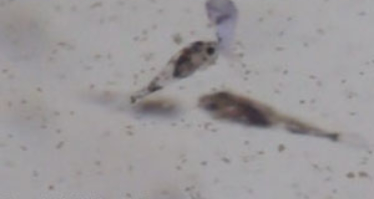 larva-corvina