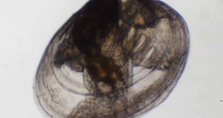 larva-de-bivalvo