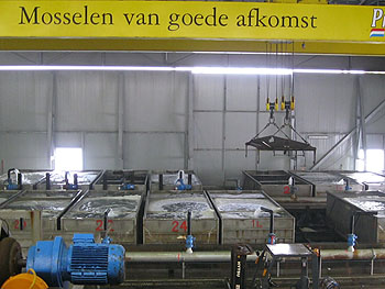 mosselen-van-goede-afkomst