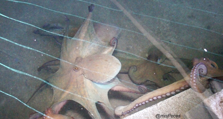 pulpo-andalmar-bajo-agua
