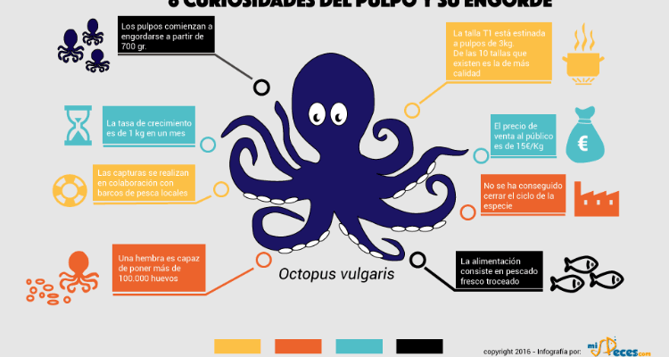 Infografía del engorde de pulpo
