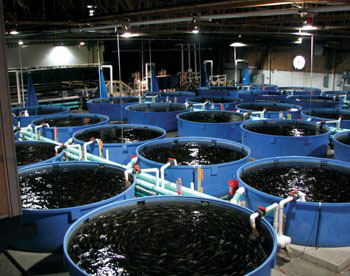 recirculacion_peces_continentales