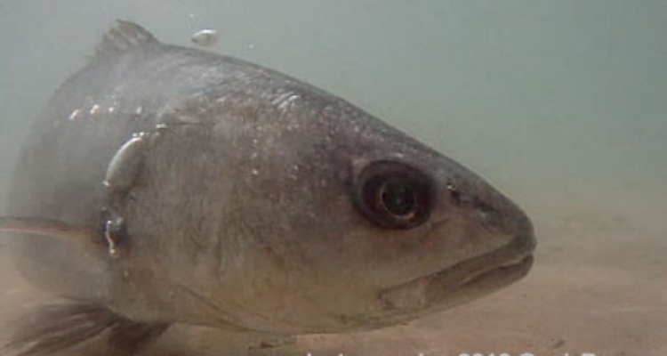 reproductor-corvina