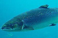 salmon-salar salmon-salar