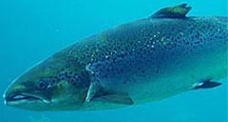 salmon-salar salmon-salar