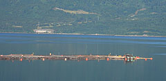 salmon_los_lagos
