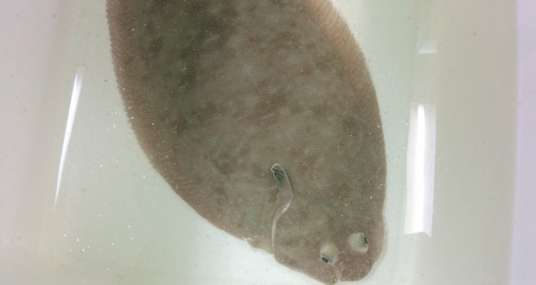 solea-senegalensis-tesis-jose-alberto-nunez