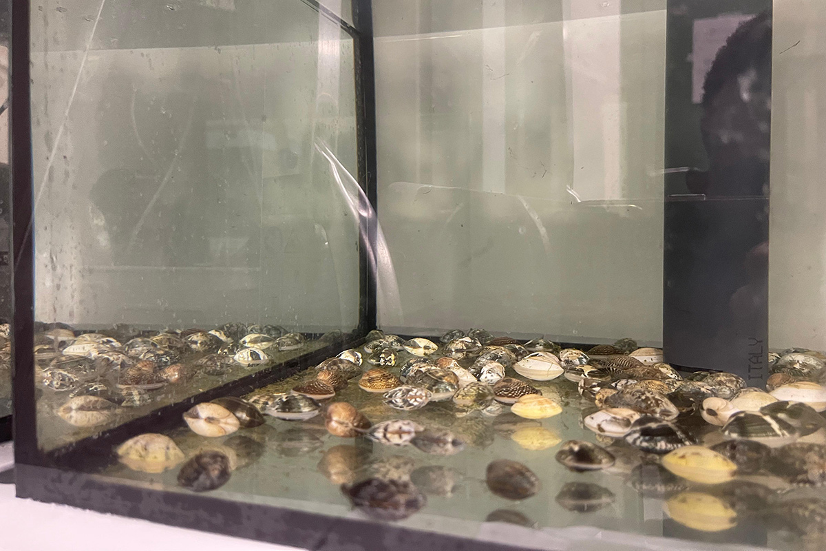 Vongola verace esperimentale | Università di Padova