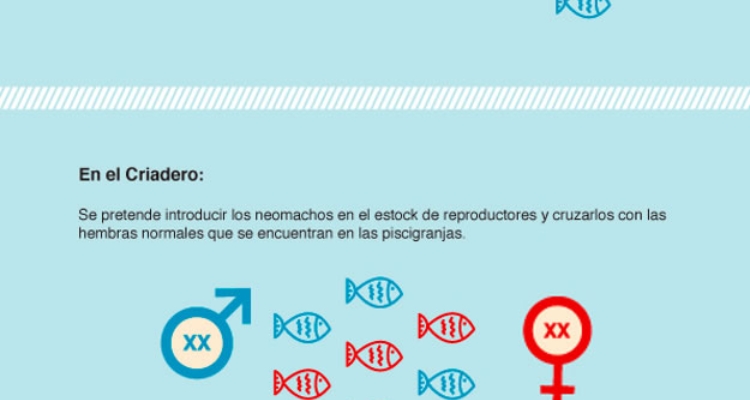 corvina-japonesa-infografia