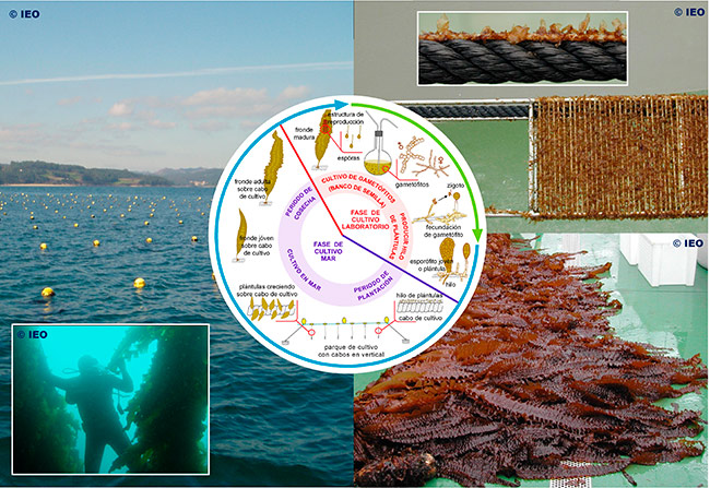infografia-algas-laminaria-ieo