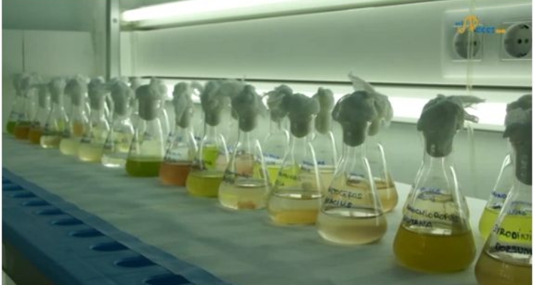 microalgas marinas IFAPA Toruño microalgas marinas IFAPA Toruño