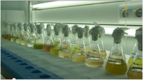 microalgas marinas IFAPA Toruño