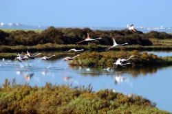 Consejo de Gobierno de la Junta de Andalucía acuerda iniciar los trámites del II Plan de Desarrollo del Parque Natural de la Bahía de Cádiz