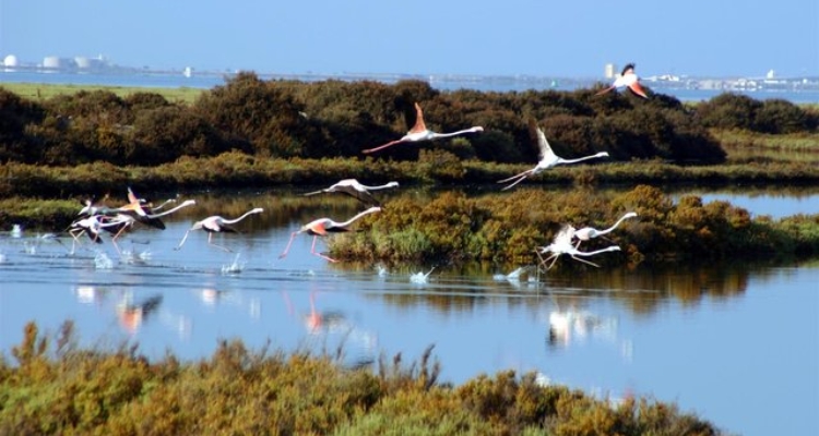 parque-natural-bahia-cadiz parque-natural-bahia-cadiz