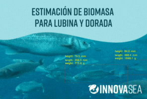 INNOVASEA