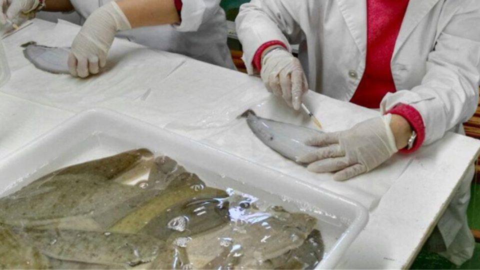 IFAPA curso de bienestar animal de experimentación