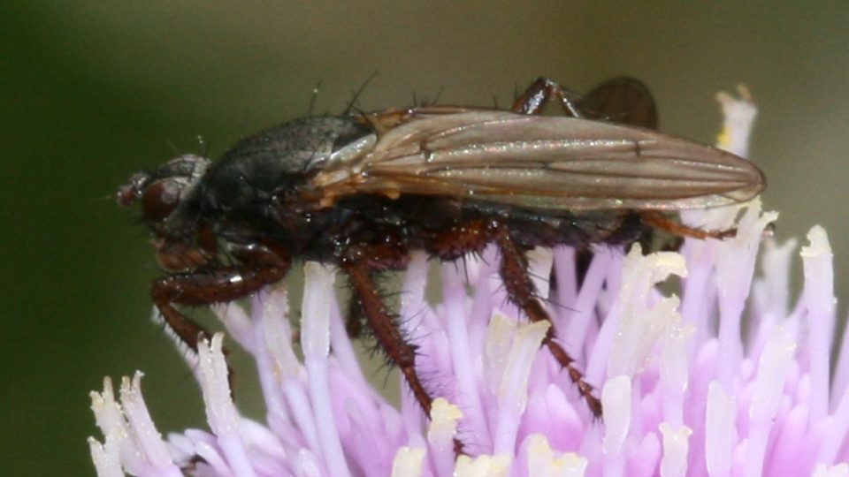 Mosca marina (Coelopa frigida) - Wikipedia
