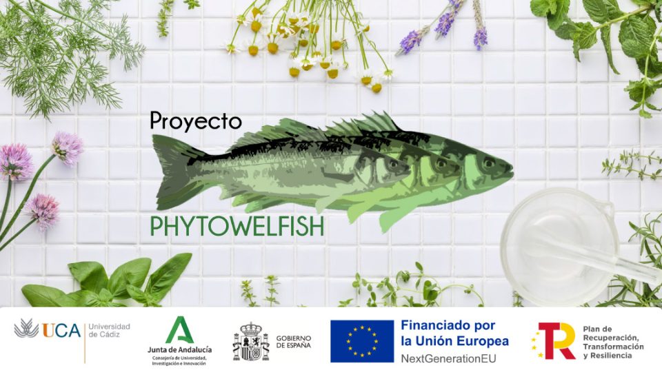 PHYTOWELFISH