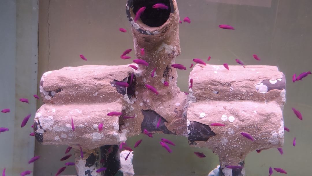 Pseudochromis-Fridmani-juveniles Pseudochromis-Fridmani-juveniles