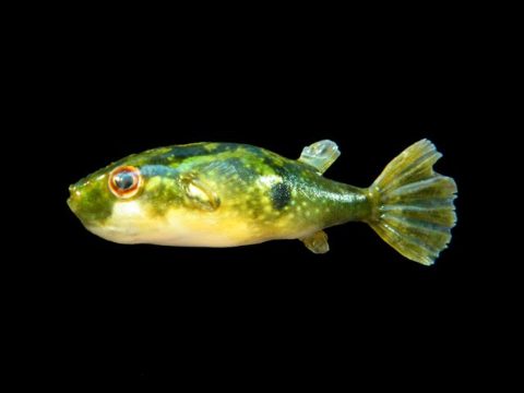 Tetraodon_cutcutia