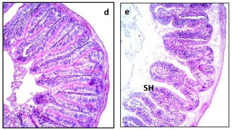 Transverse-sections-of-fish-intestine-a-is-control-group-shows-normal-structure-of-villi