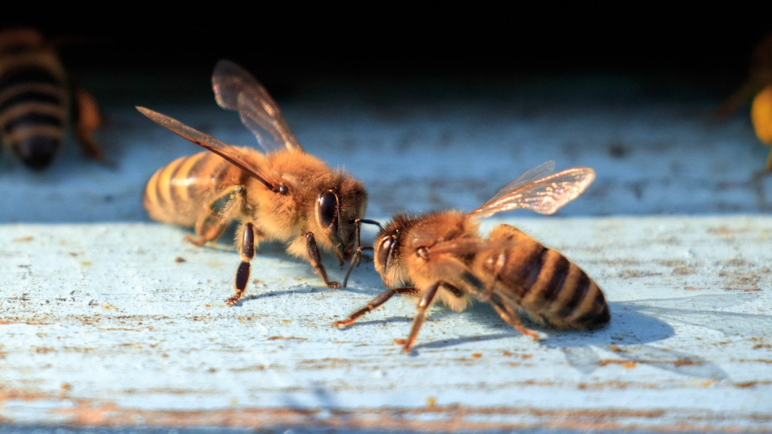 Abejas comunicándose Abejas comunicándose
