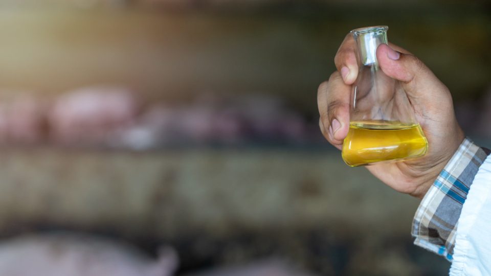 Aceite vegetal