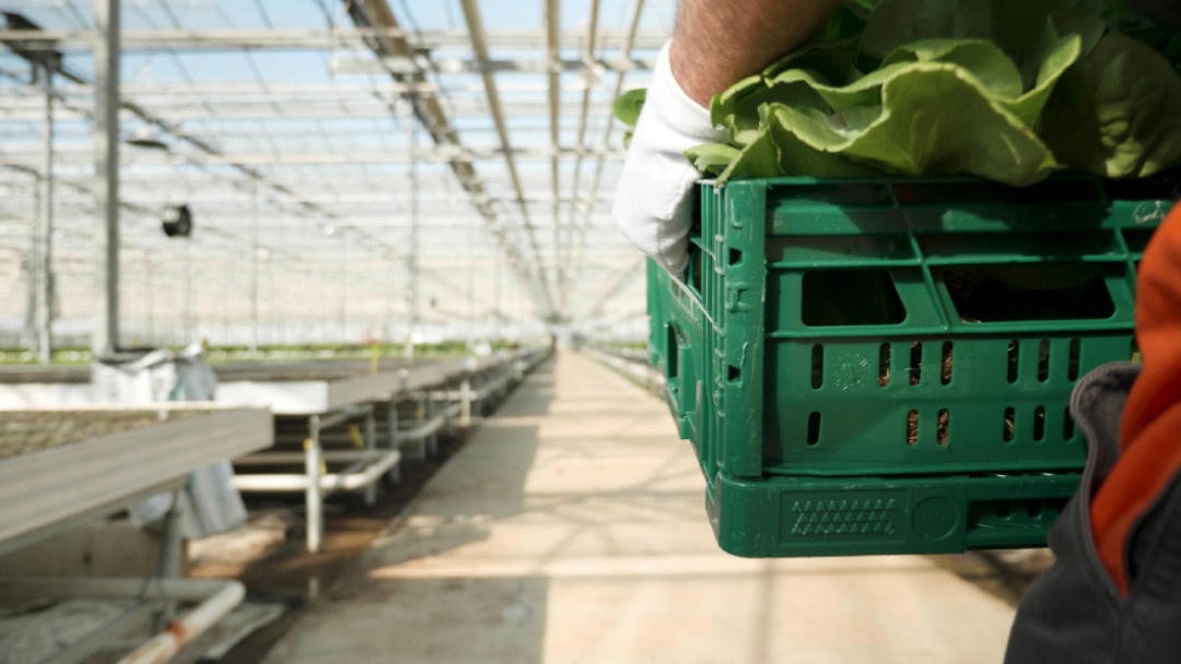 Cultivo de vegetales con aguas residuales