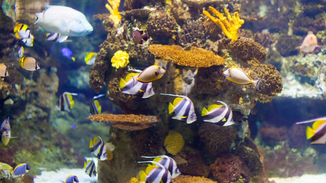 Acuario de peces tropicales Acuario de peces tropicales
