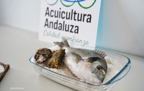 Dorada de acuicultura andaluza
