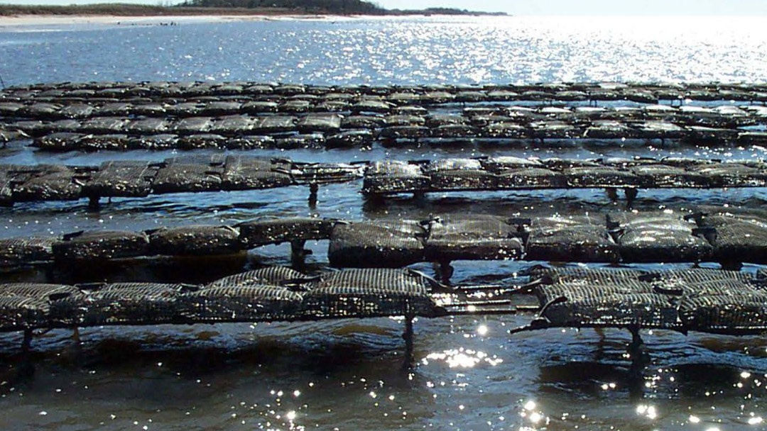 Pontones de moluscos bivalvos en New Jersey