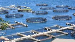 Los piscicultores italianos consiguen excluir la maricultura de la directiva Bolkestein