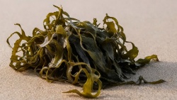 Medical and pharmaceutical applications of polysaccharides from 11,000 studied algal species