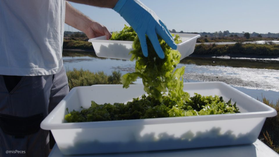 Alga Ulva spp en estero Bahía de Cádiz