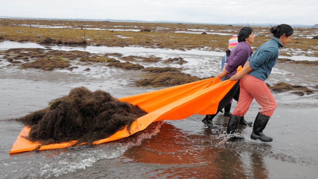 Algueras chilenas cultivan el alga pelillo