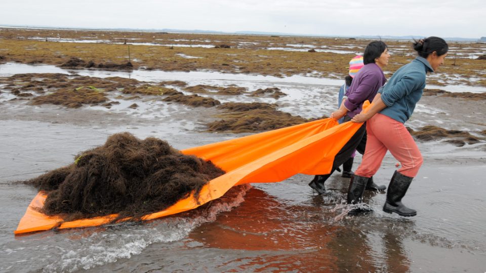 Algueras chilenas cultivan el alga pelillo