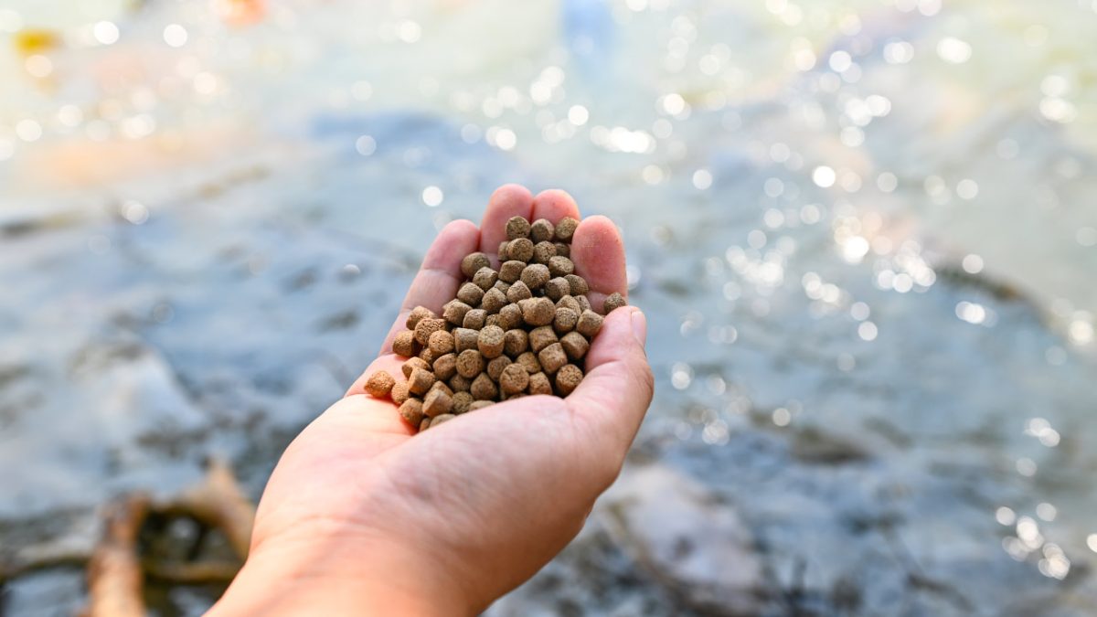 Alimentando peces de granja