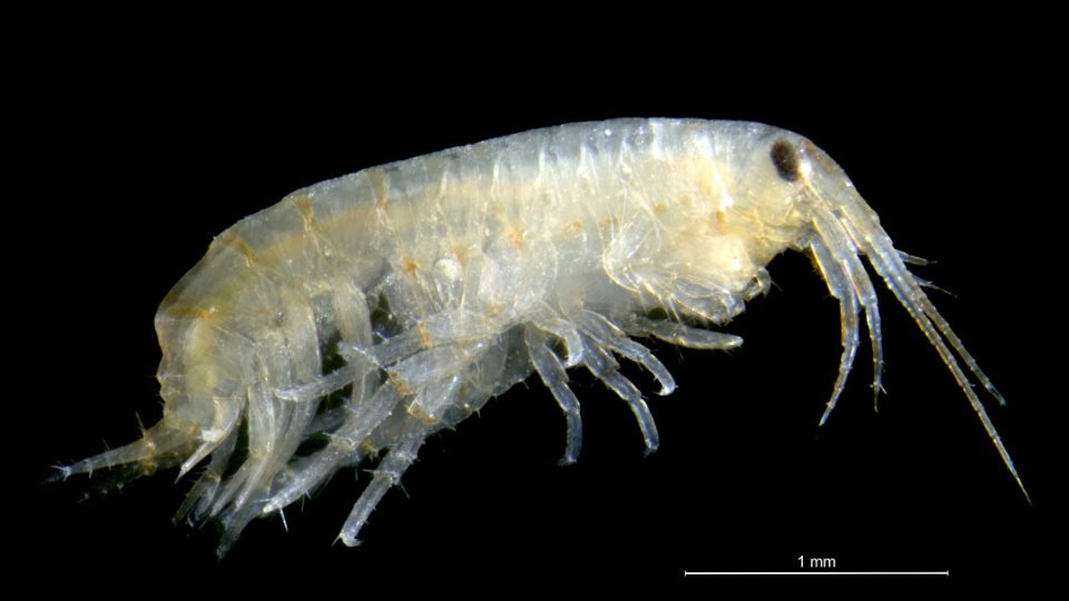 Anfípodo Gammarus