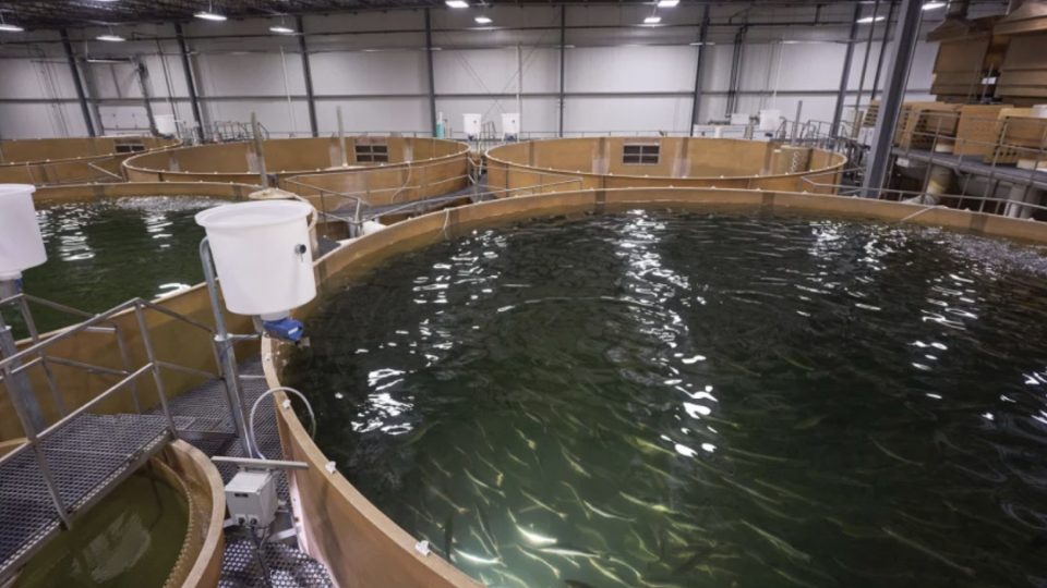 Granja de salmón transgénico de Aquabounty