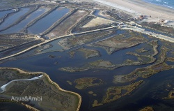 AQUA&amp;AMBI pone en valor la importancia ecosistémica de la acuicultura en esteros
