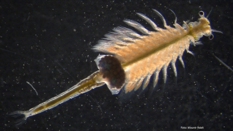 Artemia salina, Mounir Rdait