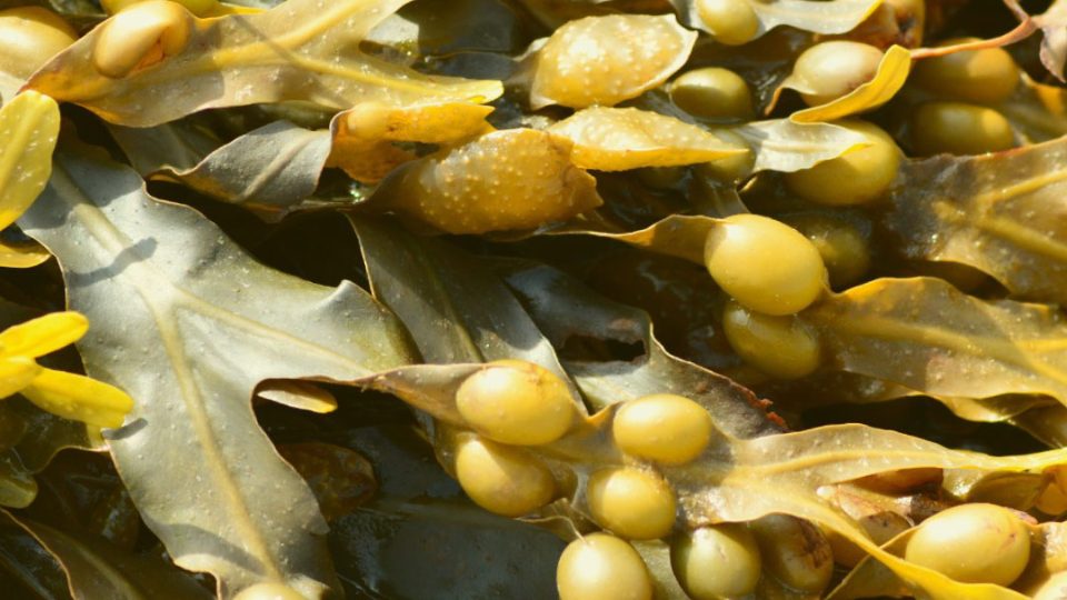 Macroalga Ascophyllum nodosum