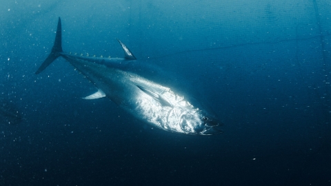Atún rojo (Thunnus tynnus) bajo el agua
