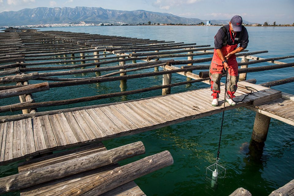Batea mejillones en Delta del Ebro