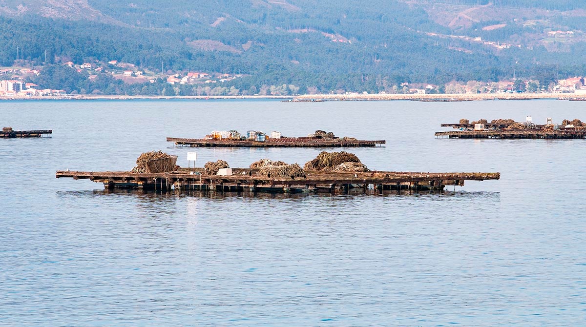 batea-mejillones-galicia-1200