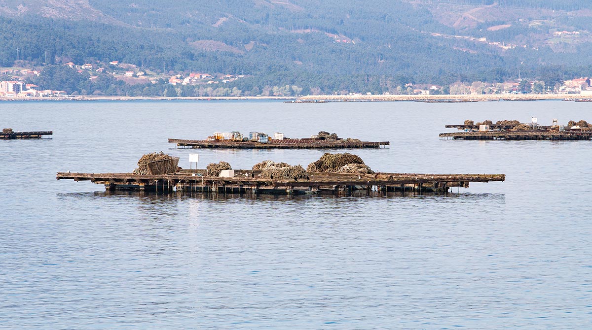 batea-mejillones-galicia-1200