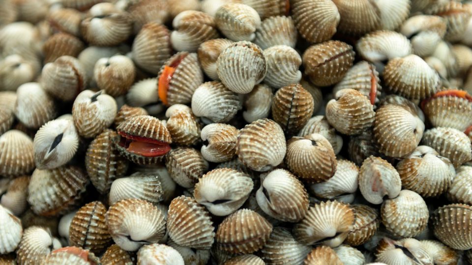 Berberechos, moluscos bivalvos