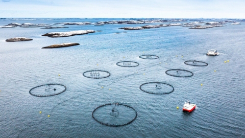 Granja marina de LetSea en Noruega | BioMar Group