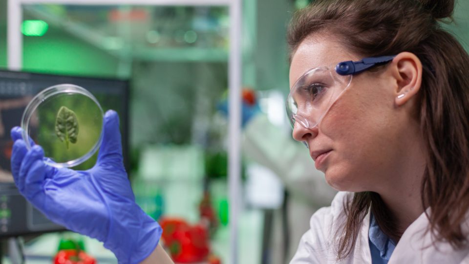 Biotecnología verde