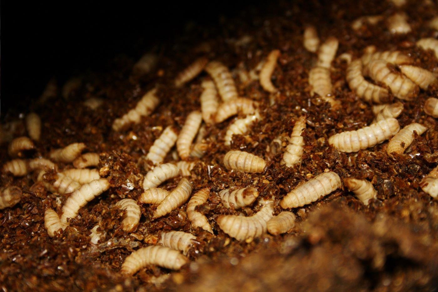 BioMar y Agronutris, larvas mosca soldado negra BioMar y Agronutris, larvas mosca soldado negra